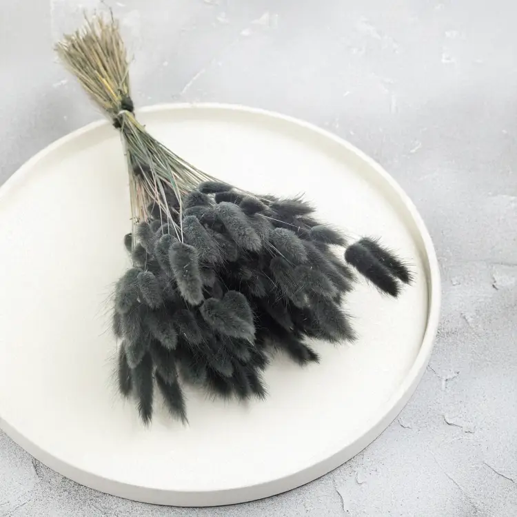 Lagurus Suszony dmuszek jajowaty Czarny 6.png