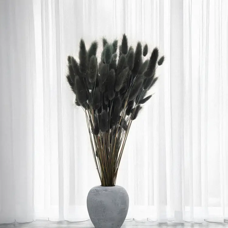 Lagurus Suszony dmuszek jajowaty Czarny 7.png