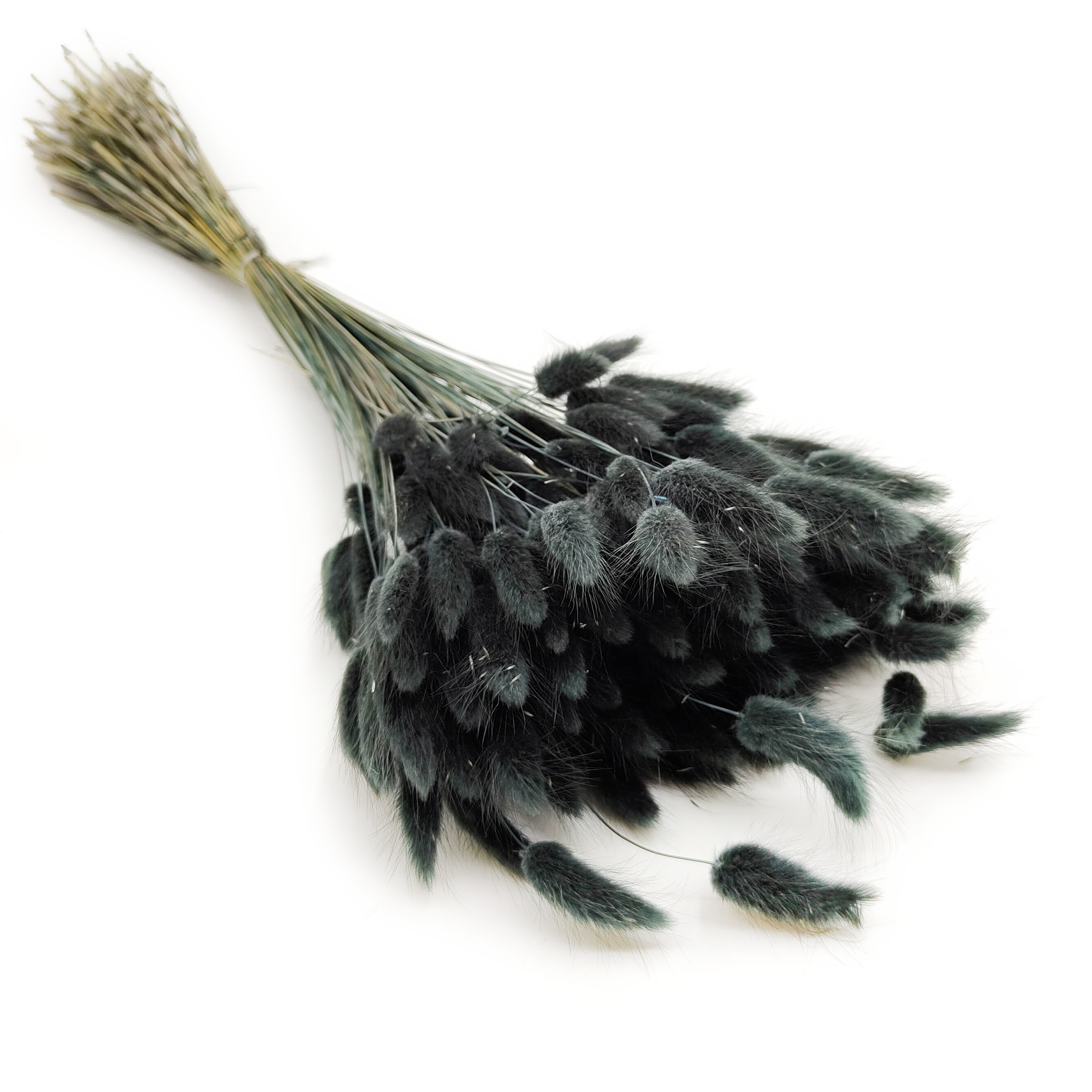 Dried Bunny Tails (Lagurus) - Black