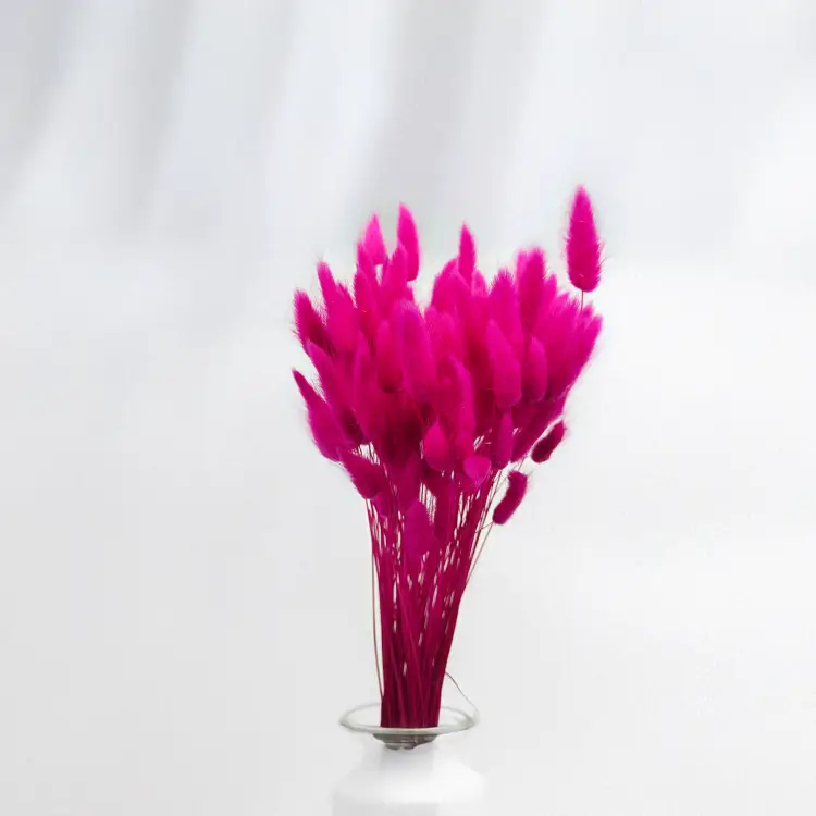 Lagurus Suszony dmuszek jajowaty Fuksja.png