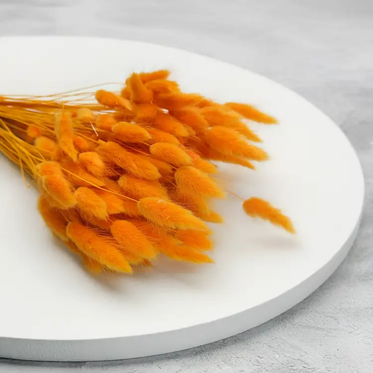 Lagurus Suszony dmuszek jajowaty Imbirowy 1.png