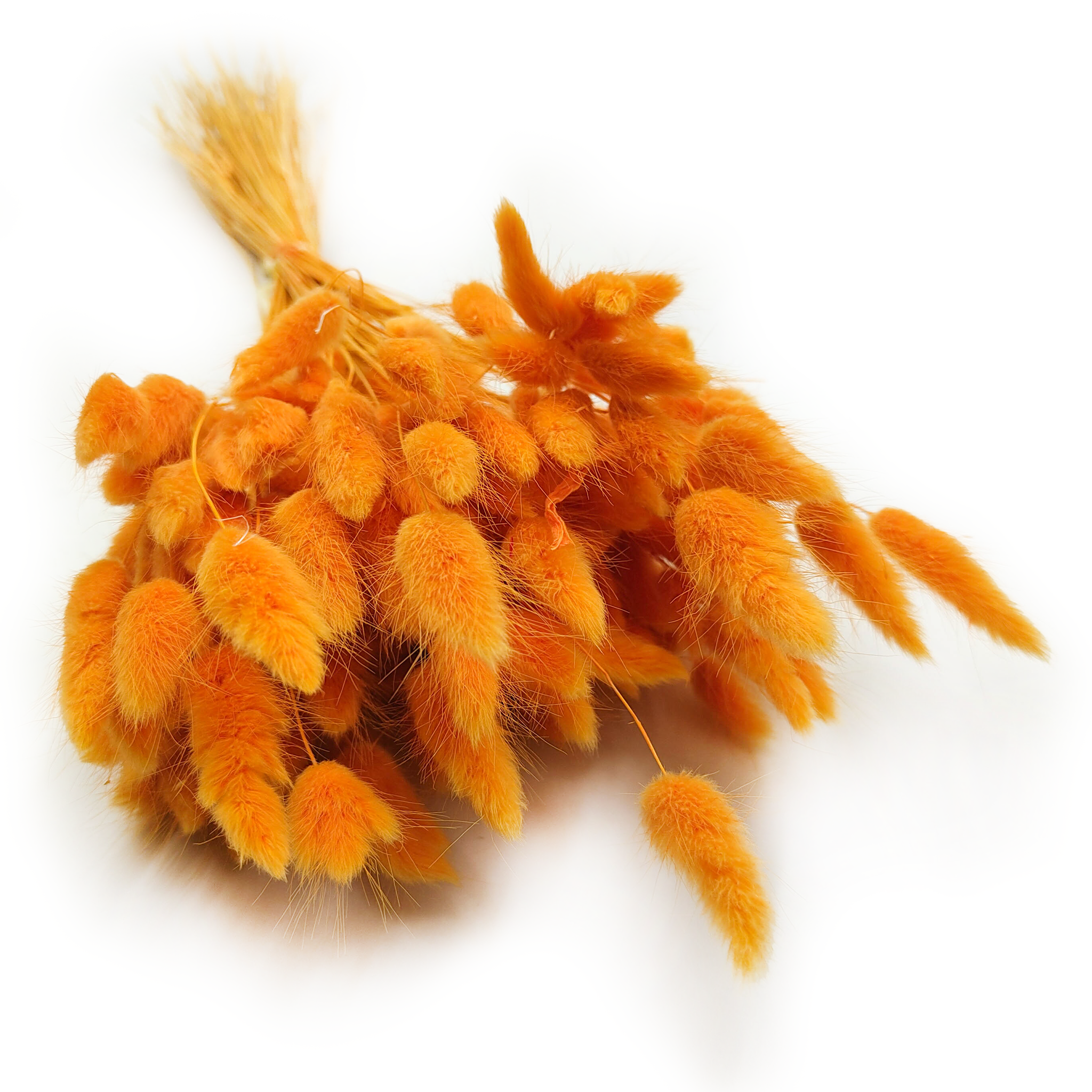 Dried Bunny Tails (Lagurus) - Ginger