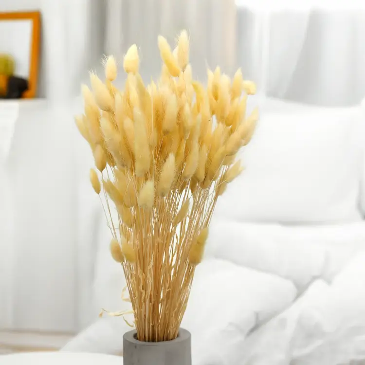 Lagurus Suszony dmuszek jajowaty Kremowy 1.png