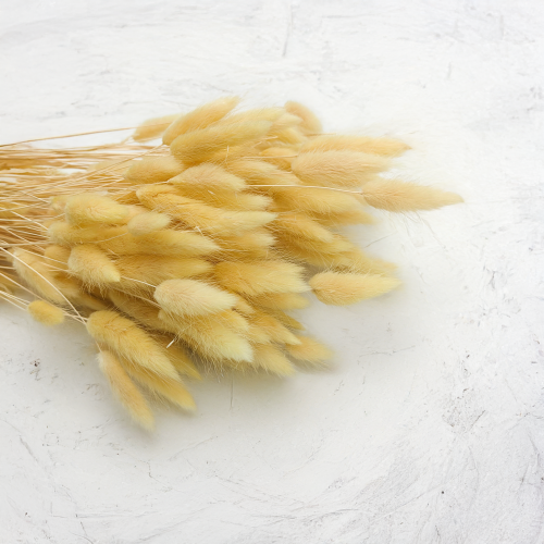 Lagurus Suszony dmuszek jajowaty Kremowy 3.png