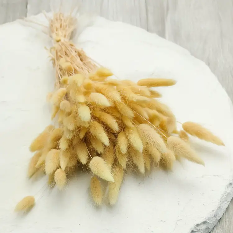 Lagurus Suszony dmuszek jajowaty Kremowy 7.png