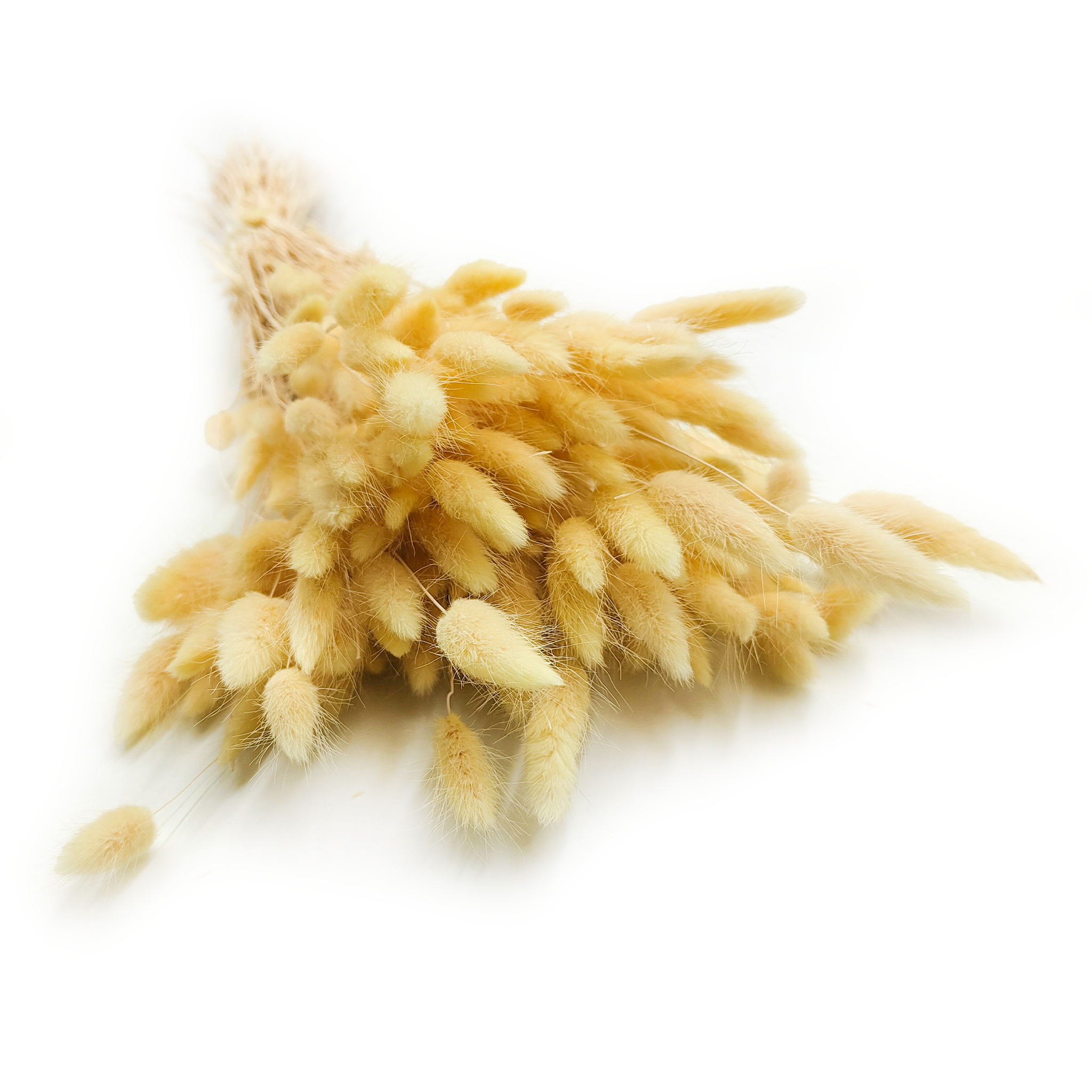 Dried Bunny Tails (Lagurus) - Cream
