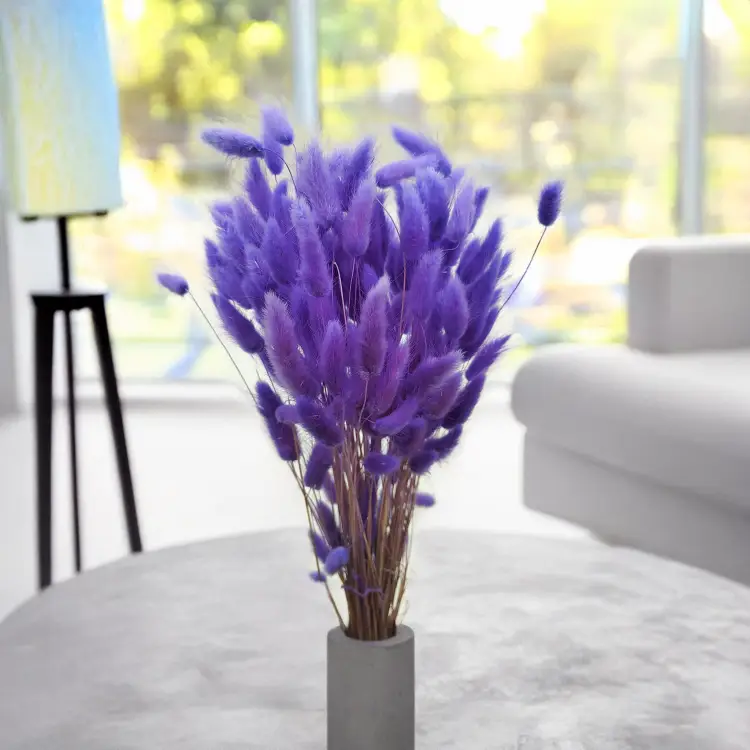 Lagurus Suszony dmuszek jajowaty Lila 1.png