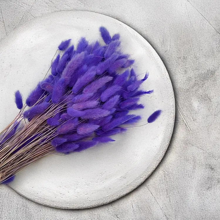 Lagurus Suszony dmuszek jajowaty Lila 3.png