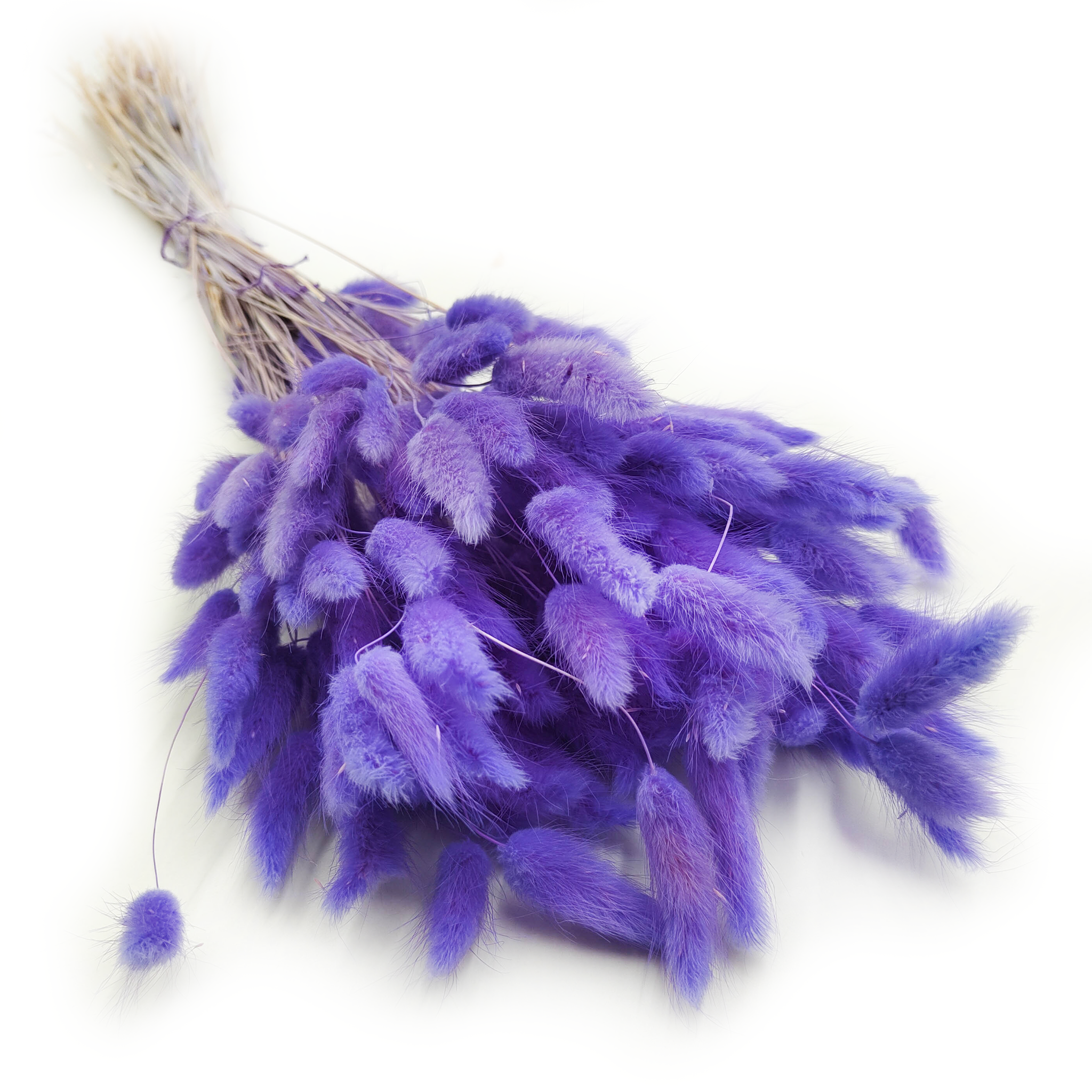Dried Bunny Tails (Lagurus) - Lilac