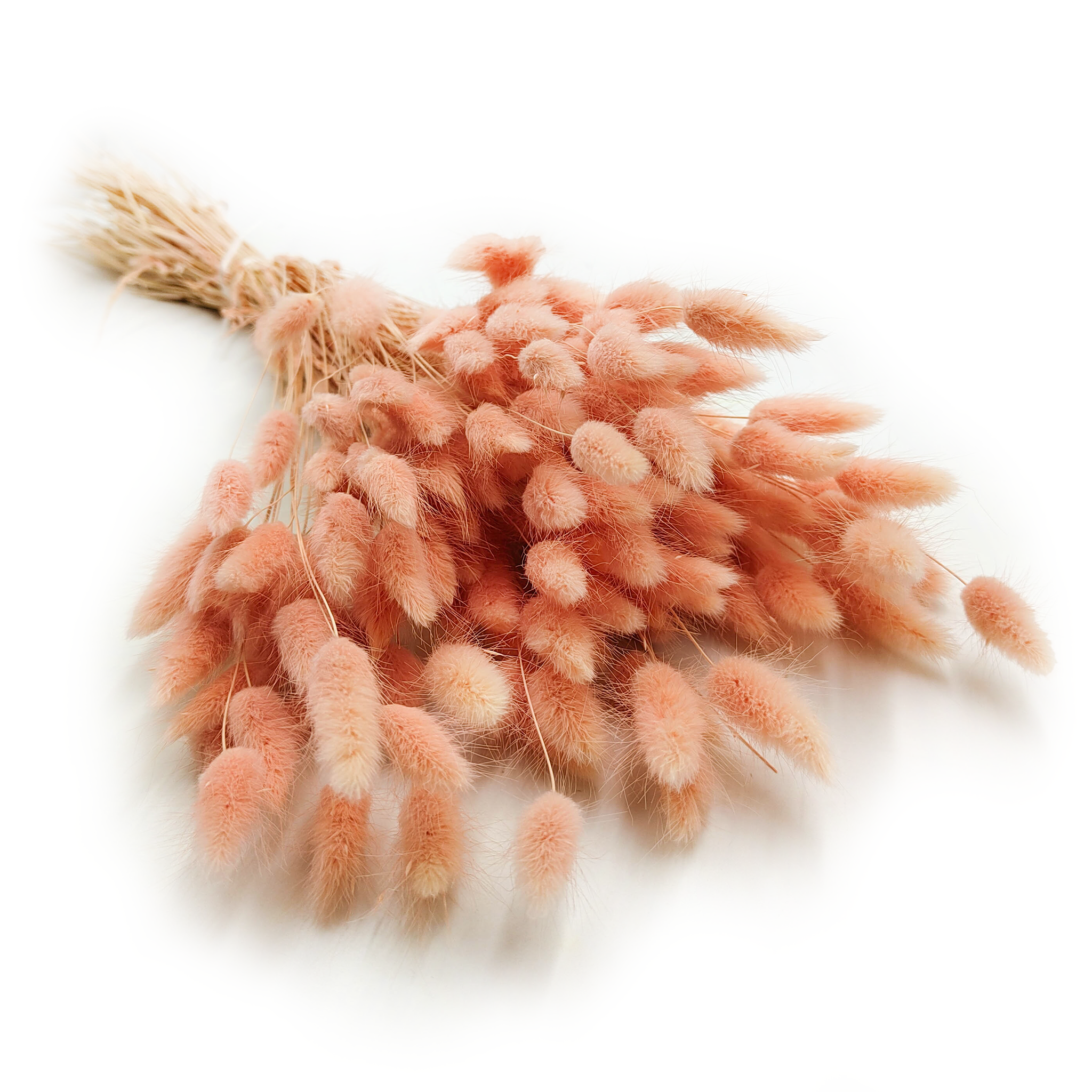 Dried Bunny Tails (Lagurus) - Salmon