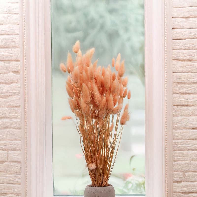 Lagurus Suszony dmuszek jajowaty Łososiowy.png