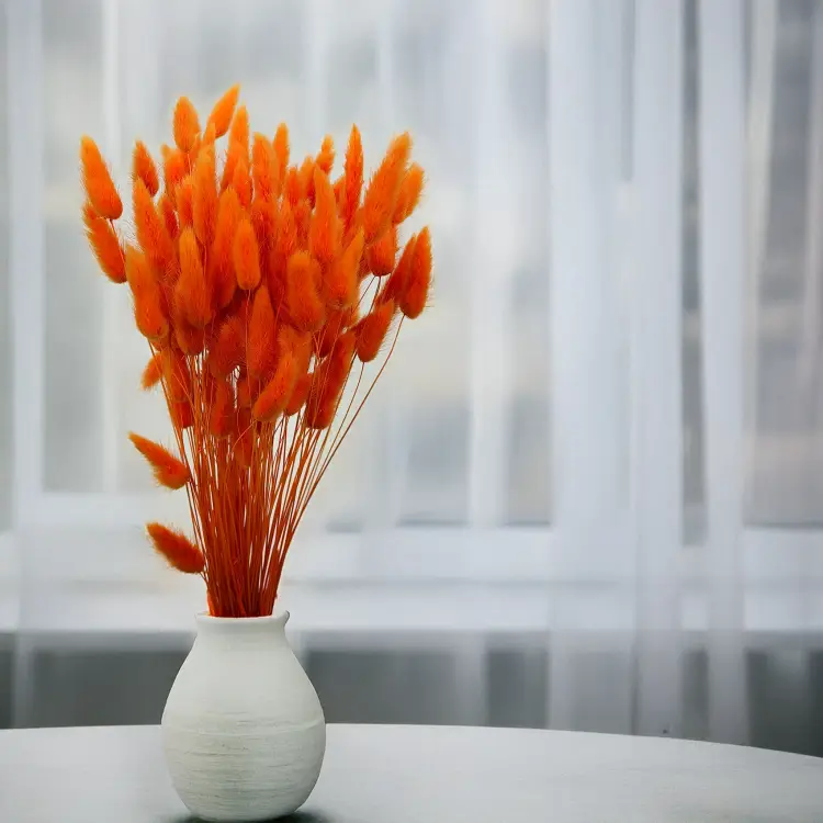 Lagurus Suszony dmuszek jajowaty Mandarynka 6.png