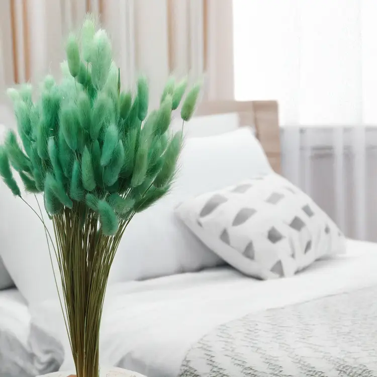 Lagurus Suszony dmuszek jajowaty mietowy 1.png