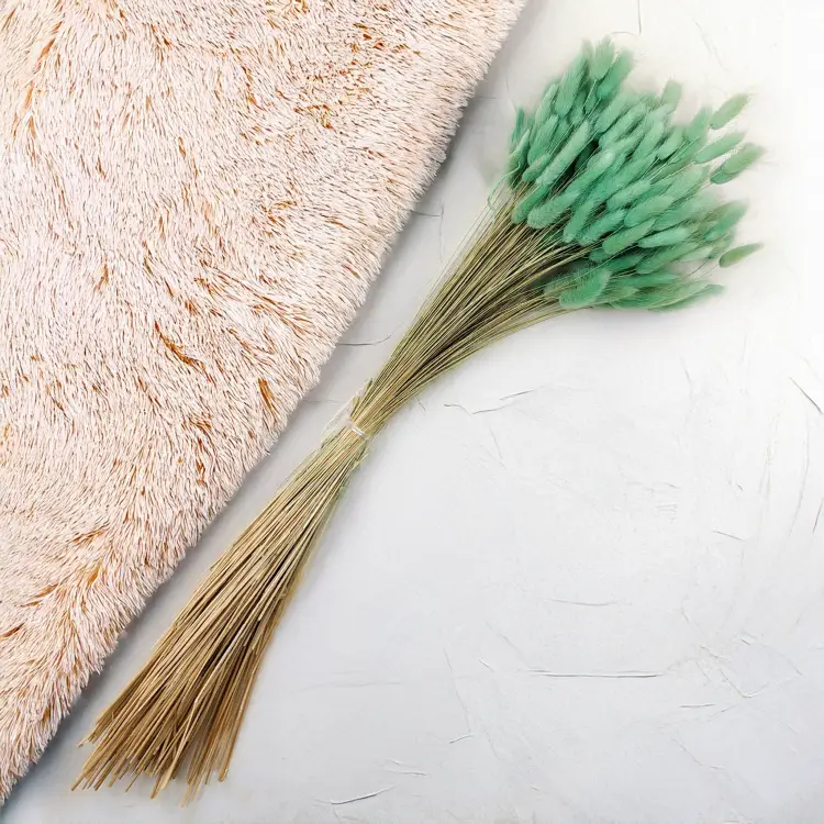 Lagurus Suszony dmuszek jajowaty mietowy 4.png