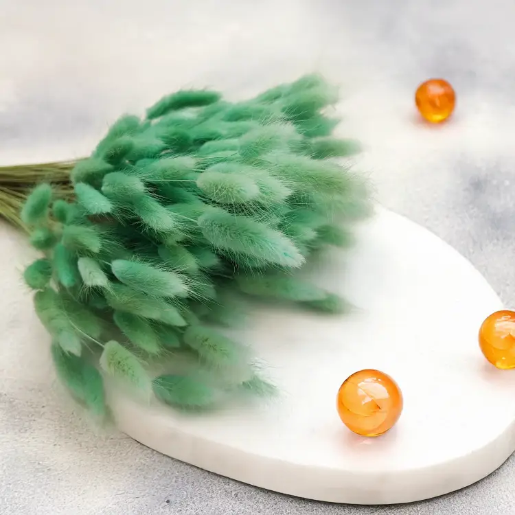 Lagurus Suszony dmuszek jajowaty mietowy 5.png