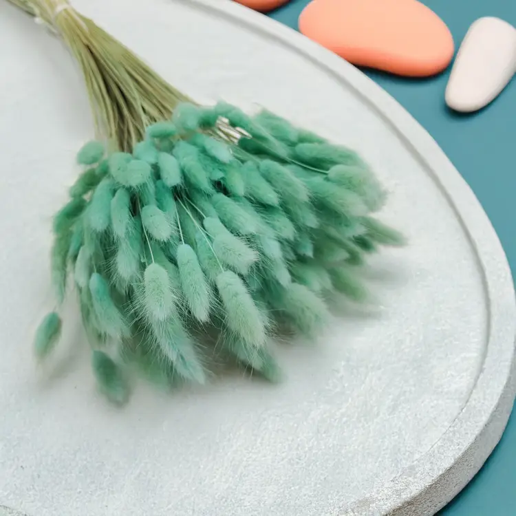 Lagurus Suszony dmuszek jajowaty mietowy 7.png