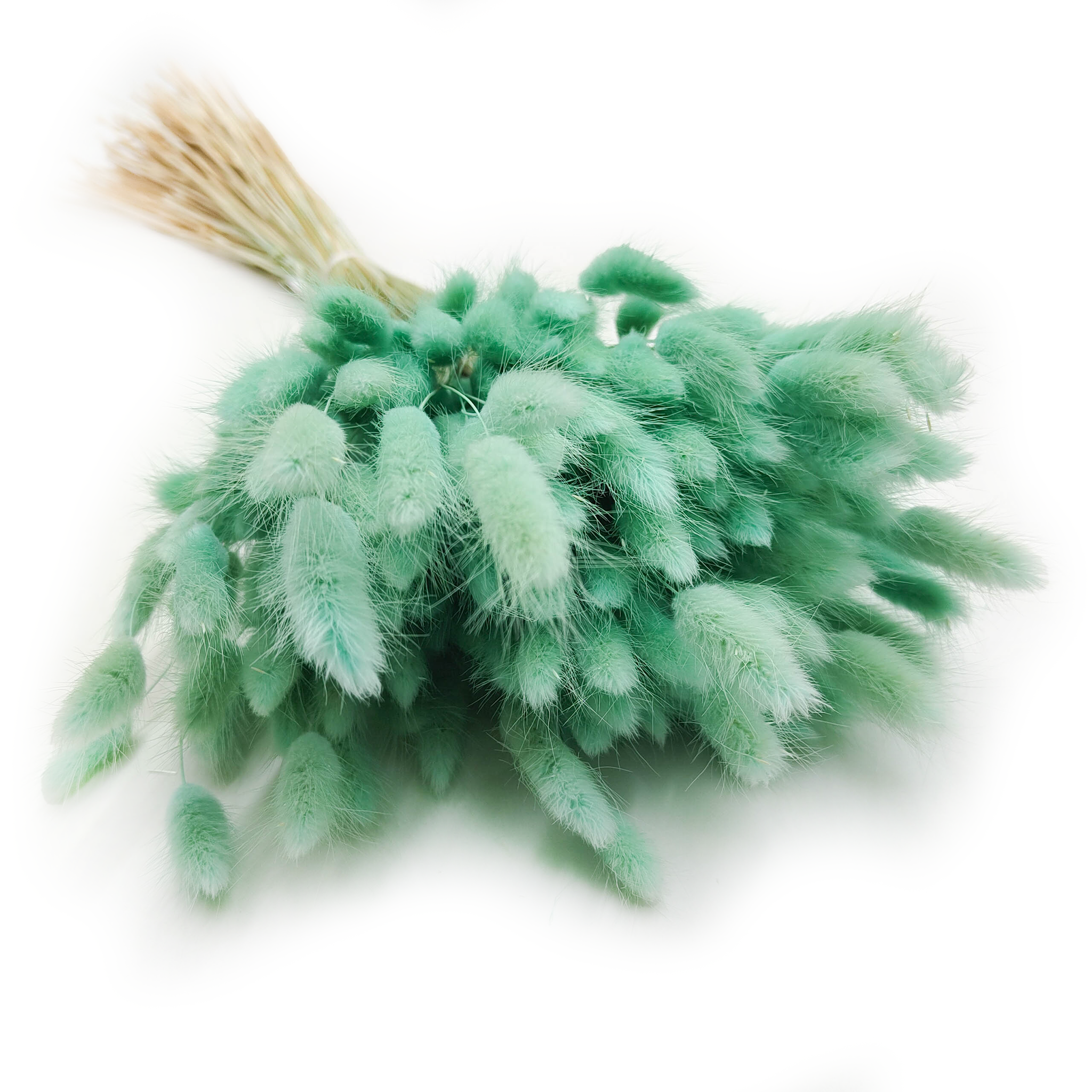 Dried Bunny Tails (Lagurus) - Mint