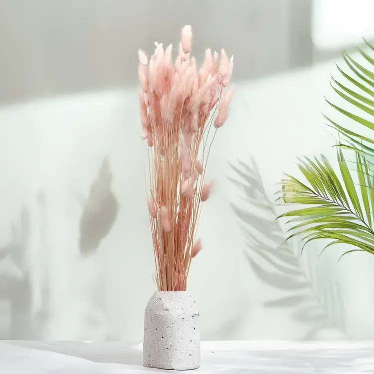 Lagurus Suszony dmuszek jajowaty perlowy roz 5.png