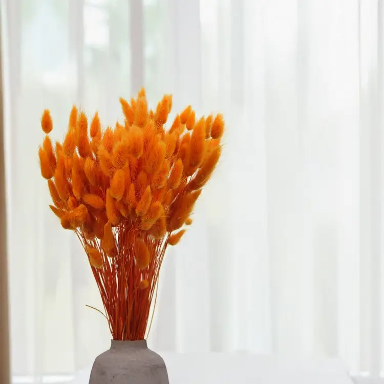 Lagurus Suszony dmuszek jajowaty Pomarańczowy 1.png