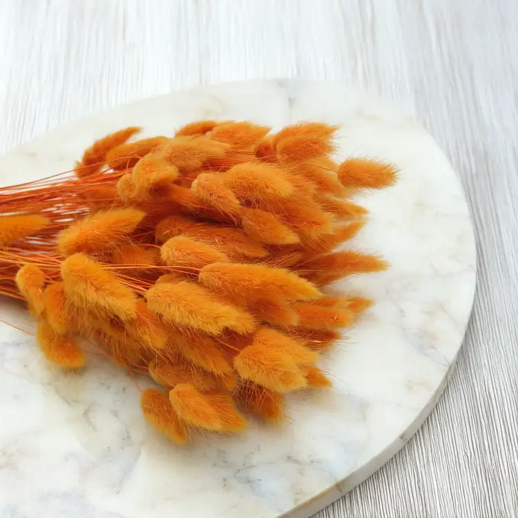 Lagurus Suszony dmuszek jajowaty Pomarańczowy 3.png