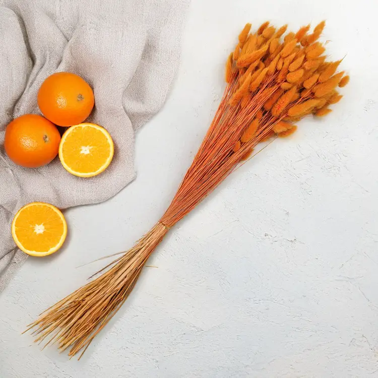 Lagurus Suszony dmuszek jajowaty Pomarańczowy 4.png