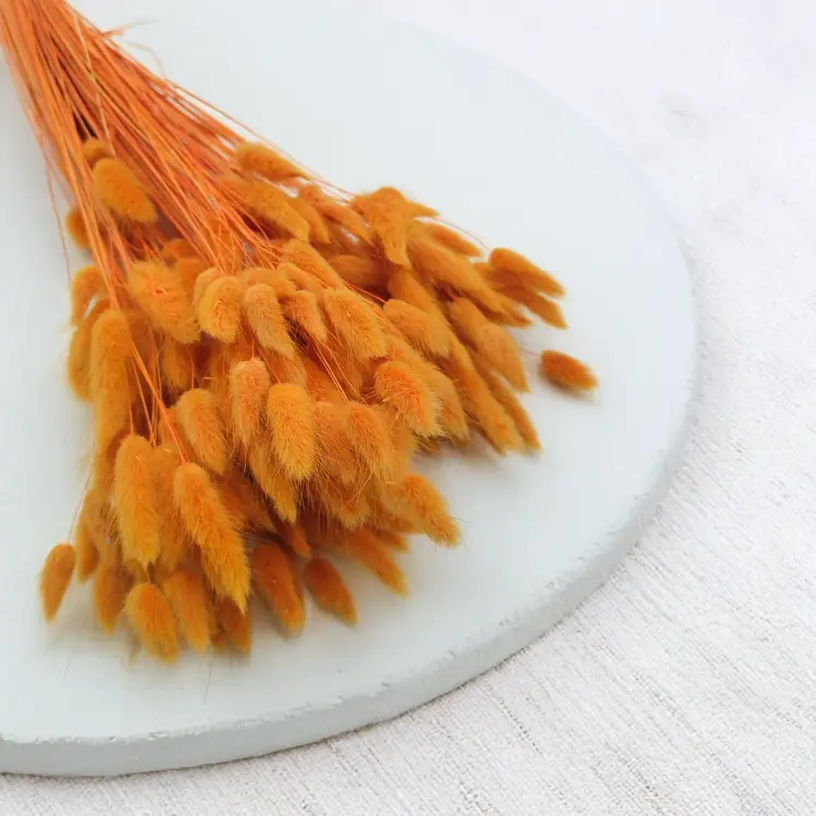 Lagurus Suszony dmuszek jajowaty Pomarańczowy 6.png