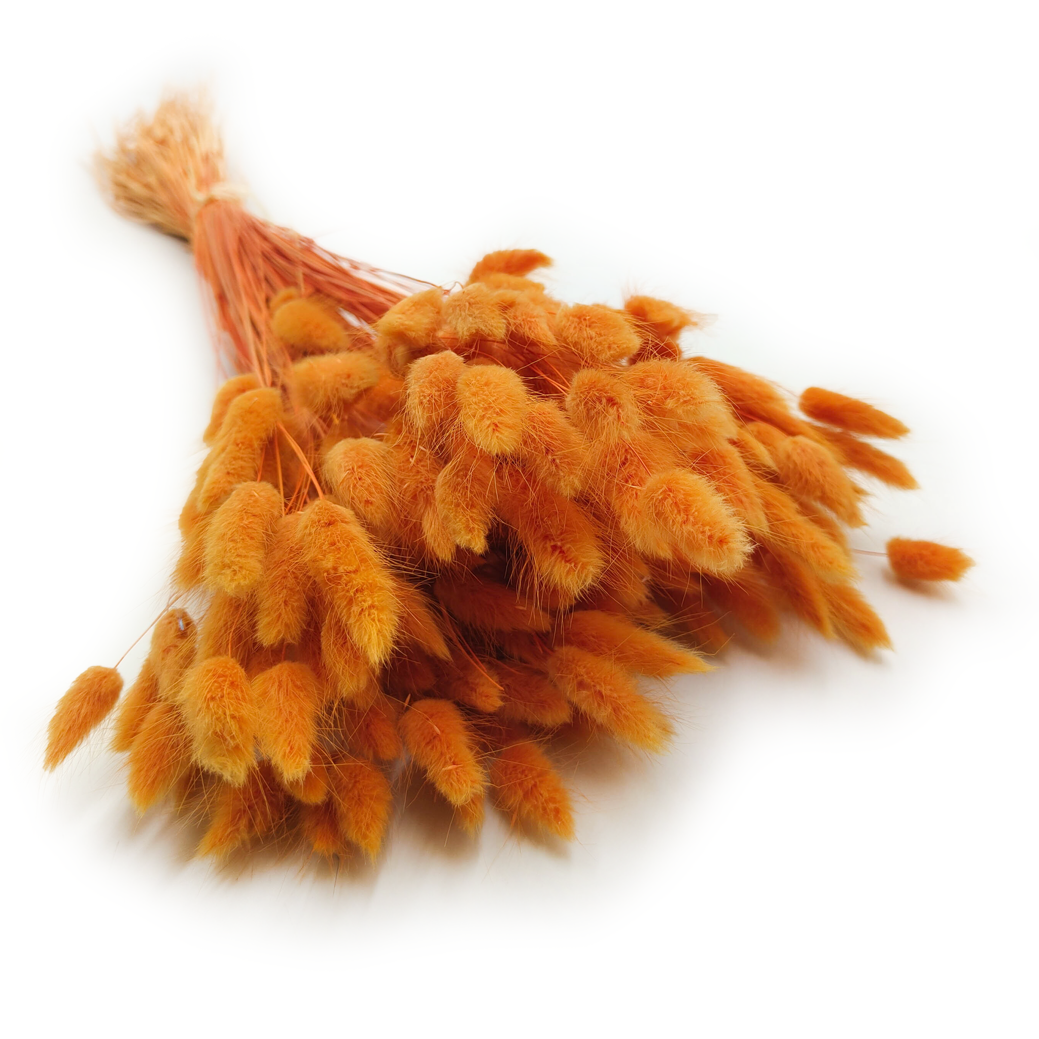 Dried Bunny Tails (Lagurus) - Orange