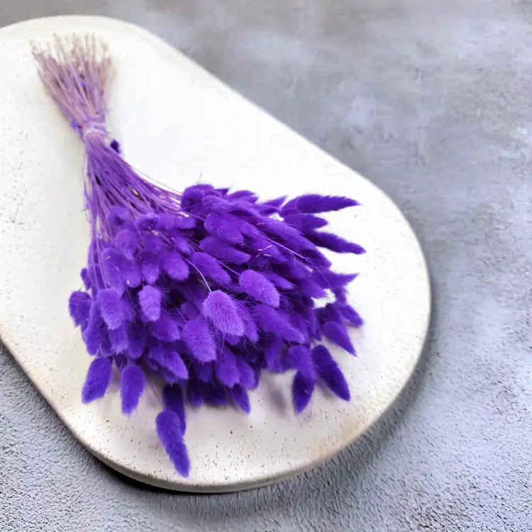 Lagurus Suszony dmuszek jajowaty Ultra Violet 3.png