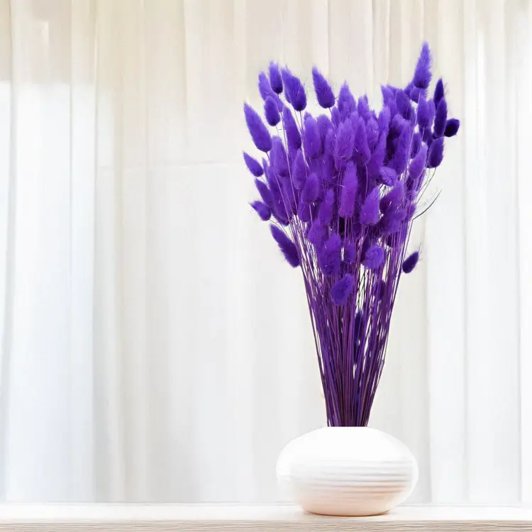 Lagurus Suszony dmuszek jajowaty Ultra Violet 6.png