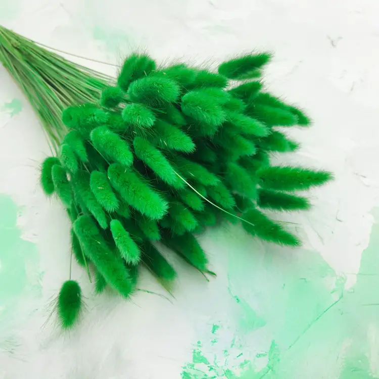 Lagurus Suszony dmuszek jajowaty Zielony 5.png