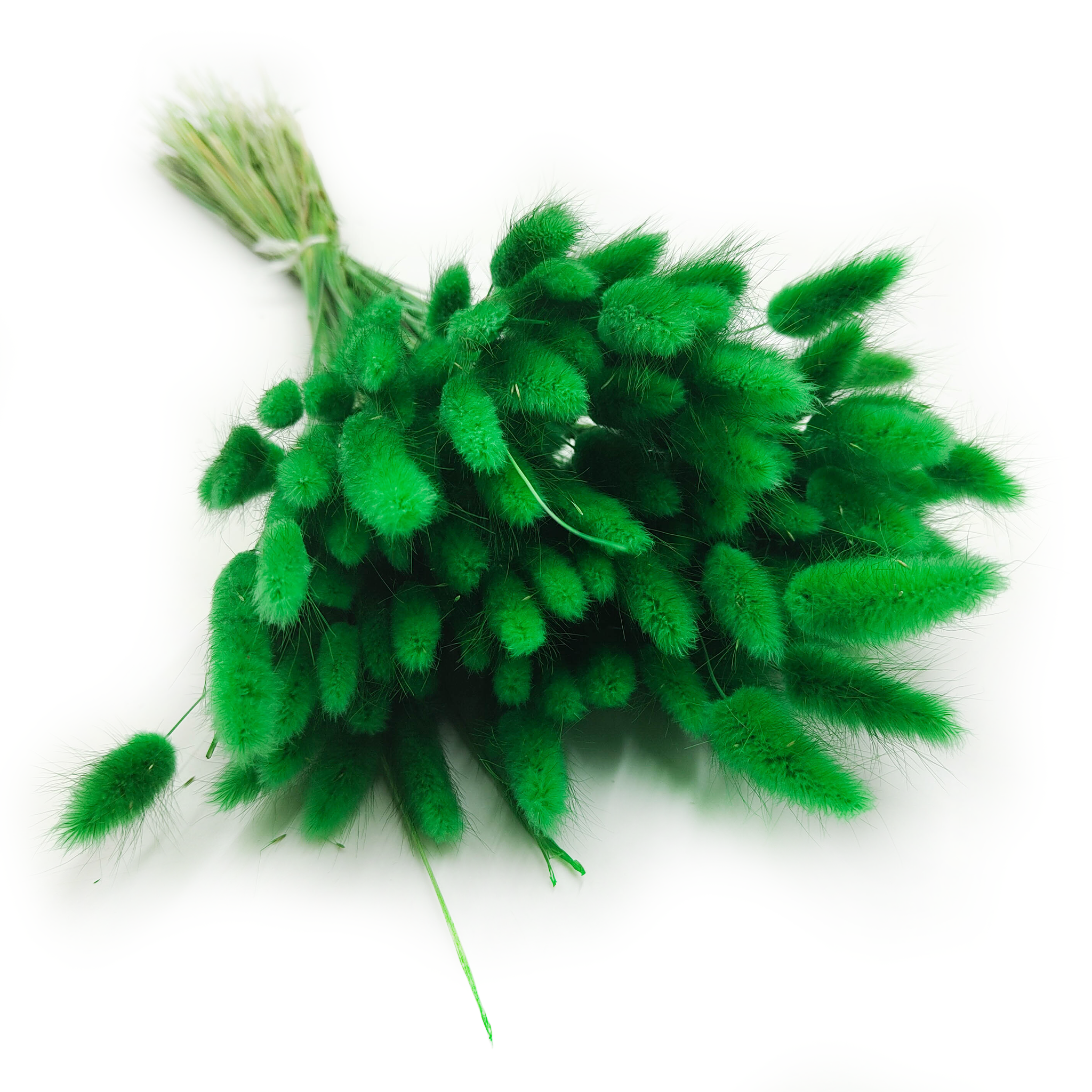 Dried Bunny Tails (Lagurus) - Green