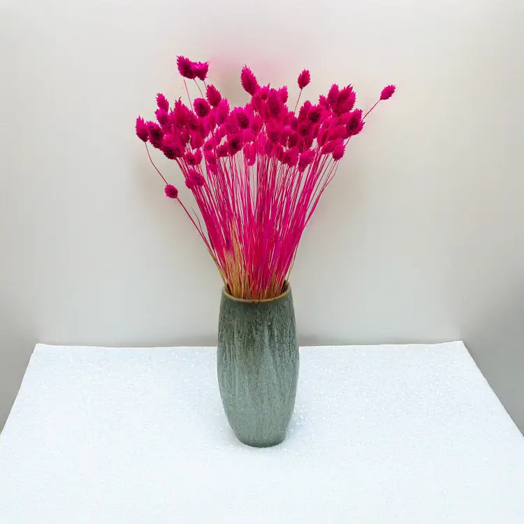 Suszony Phalaris - Kanar - (Mozga kanaryjska) - Amarantowy.png