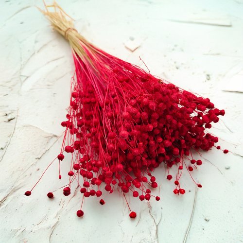 Len Suszony - Czerwony 5.png