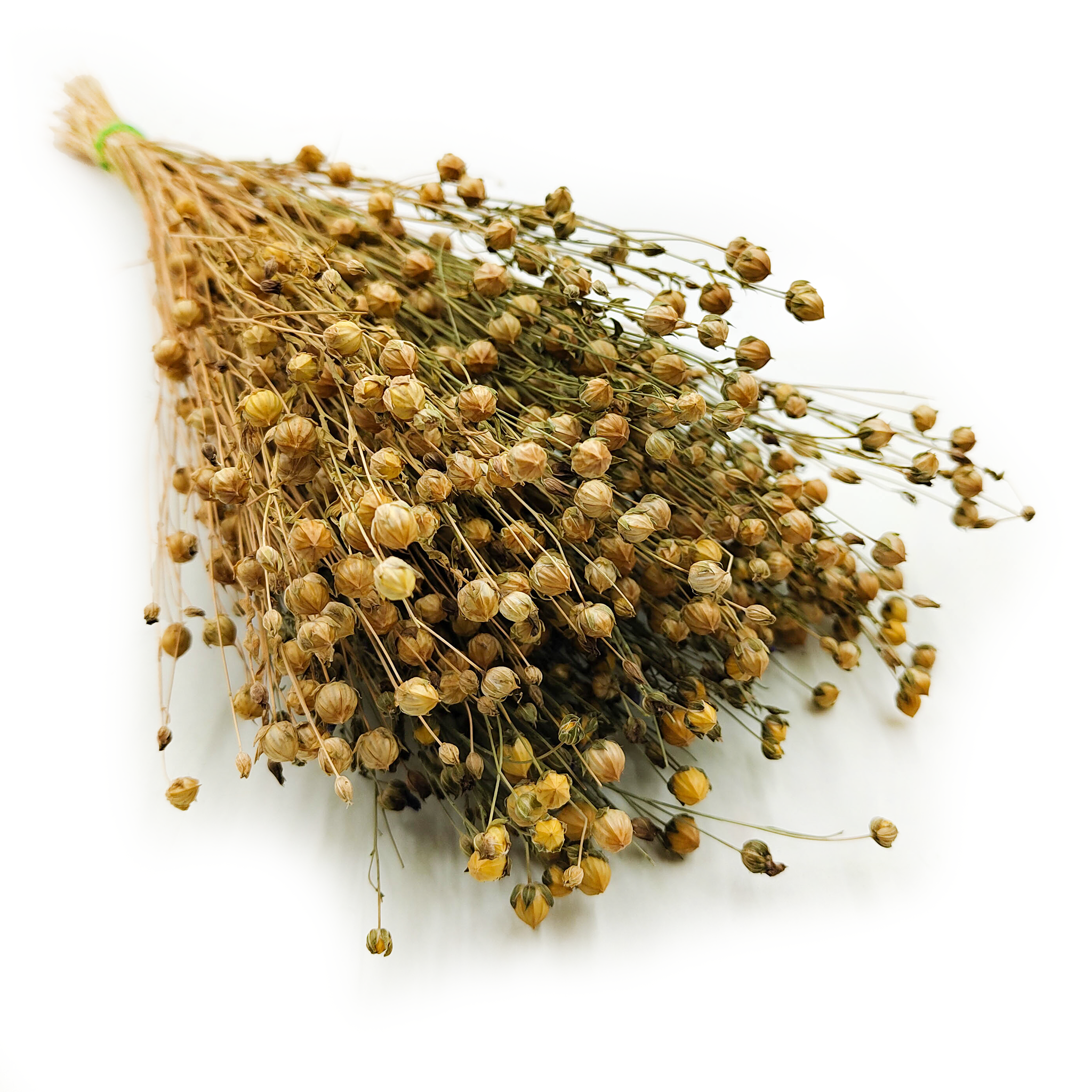 Dried Flax (Linum) - Natural