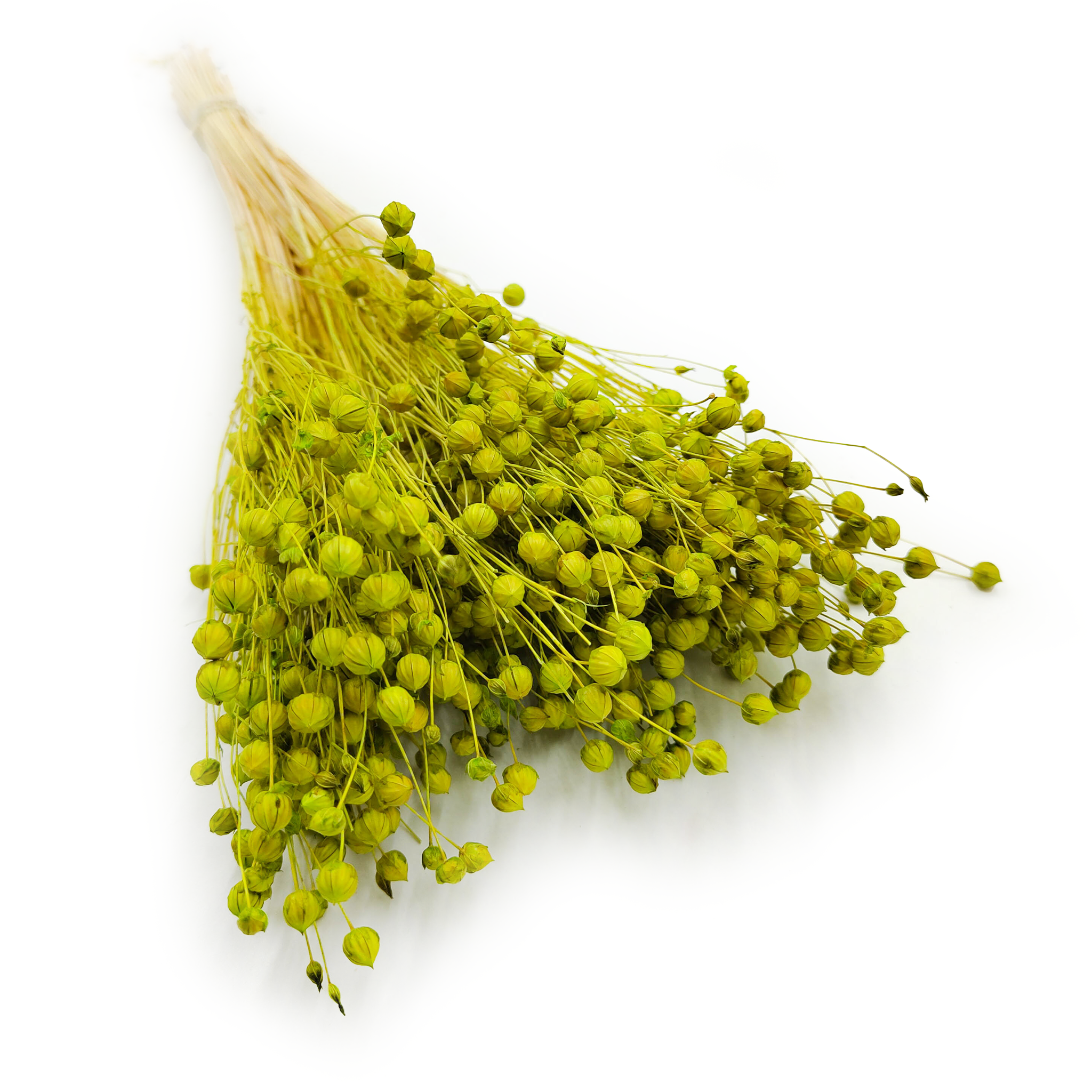 Dried Flax (Linum) - Celadon