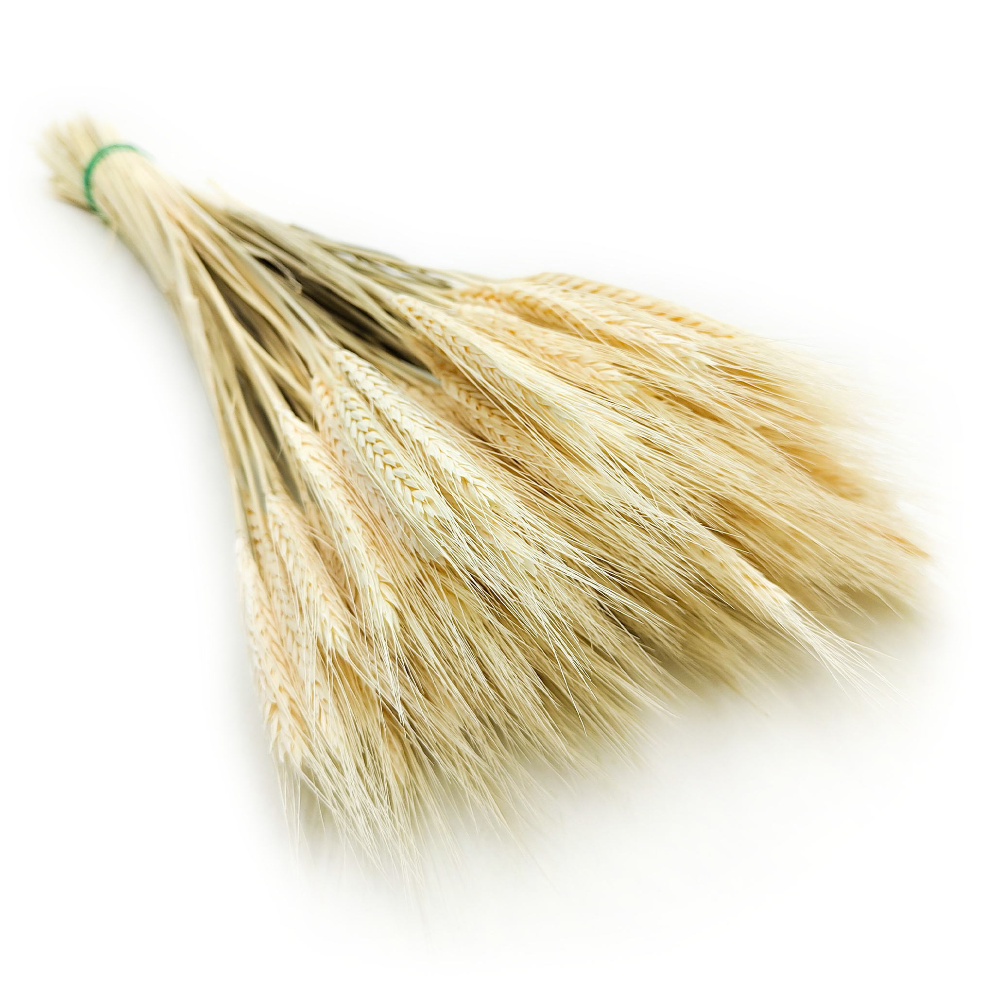 Dried Triticale - Bleached