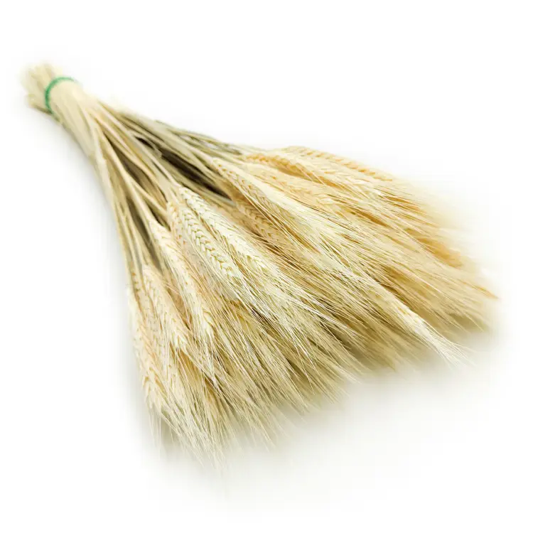 Pszenżyto suszone triticale suszone kłosy bielone 7.png