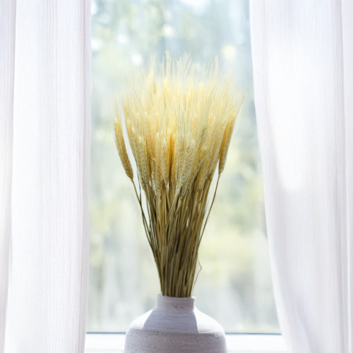 Pszenżyto suszone triticale suszone kłosy bielone.png