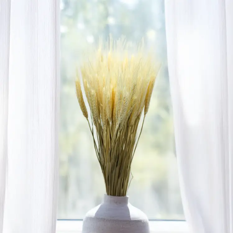 Pszenżyto suszone triticale suszone kłosy bielone.png