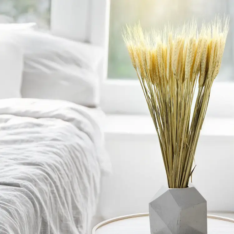 Pszenżyto suszone triticale suszone kłosy bielone 1.png