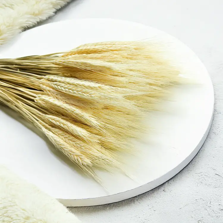 Pszenżyto suszone triticale suszone kłosy bielone 3.png