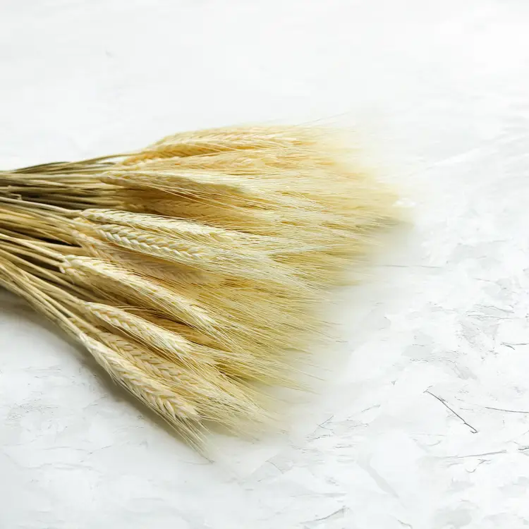 Pszenżyto suszone triticale suszone kłosy bielone 4.png