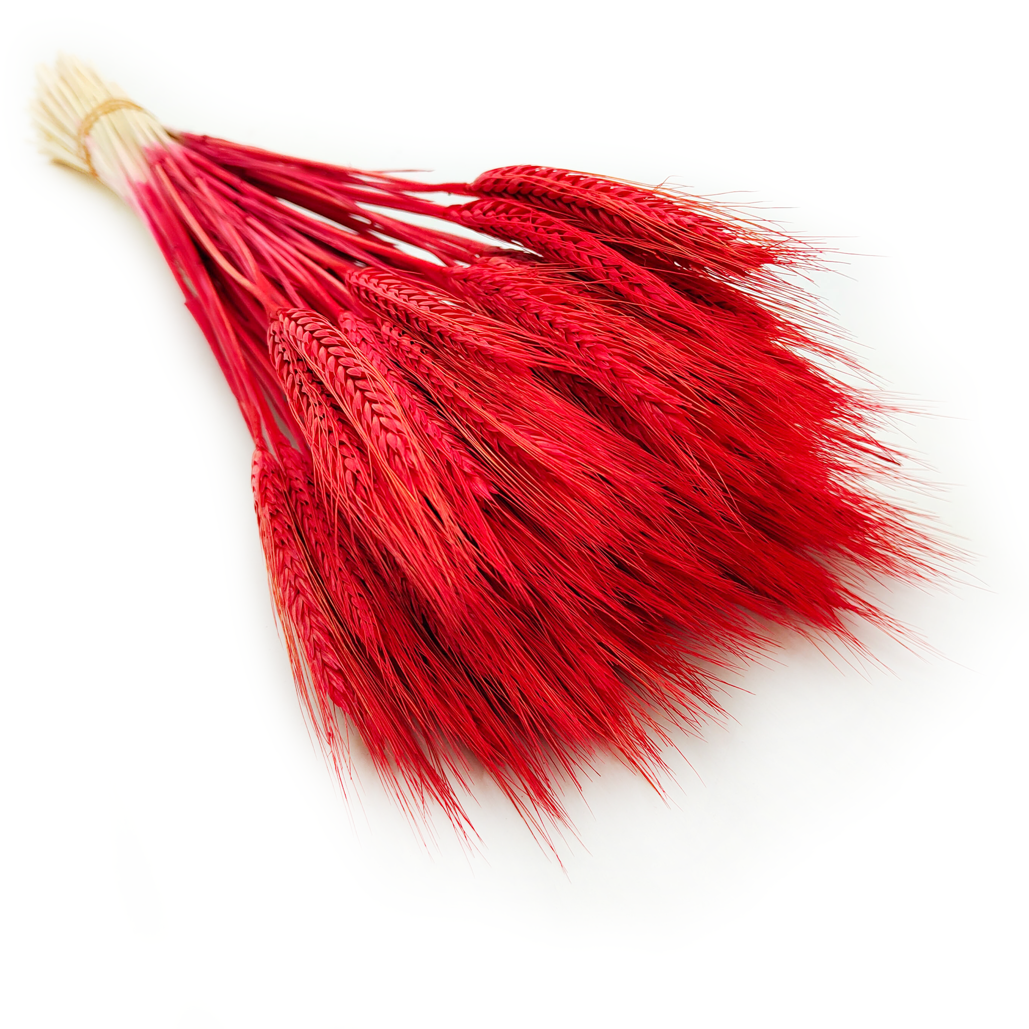 Dried Triticale - Red