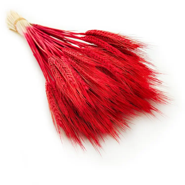 Pszenżyto suszone czerwone kłosy bukiet triticale 7.png