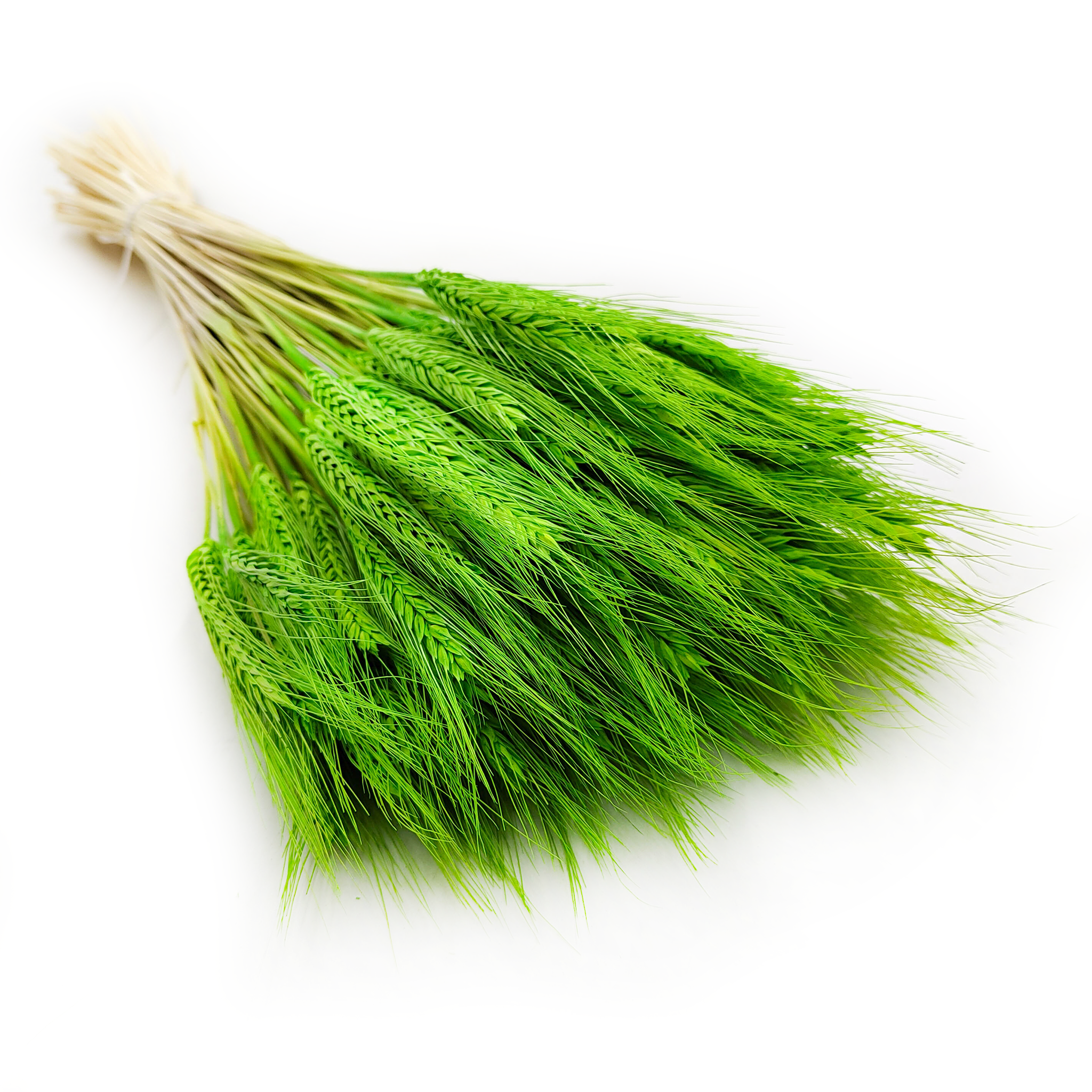 Dried Triticale - Light Green