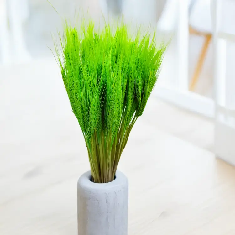 pszenżyto suszone Jasnozielone bukiet triticale kłosy.png