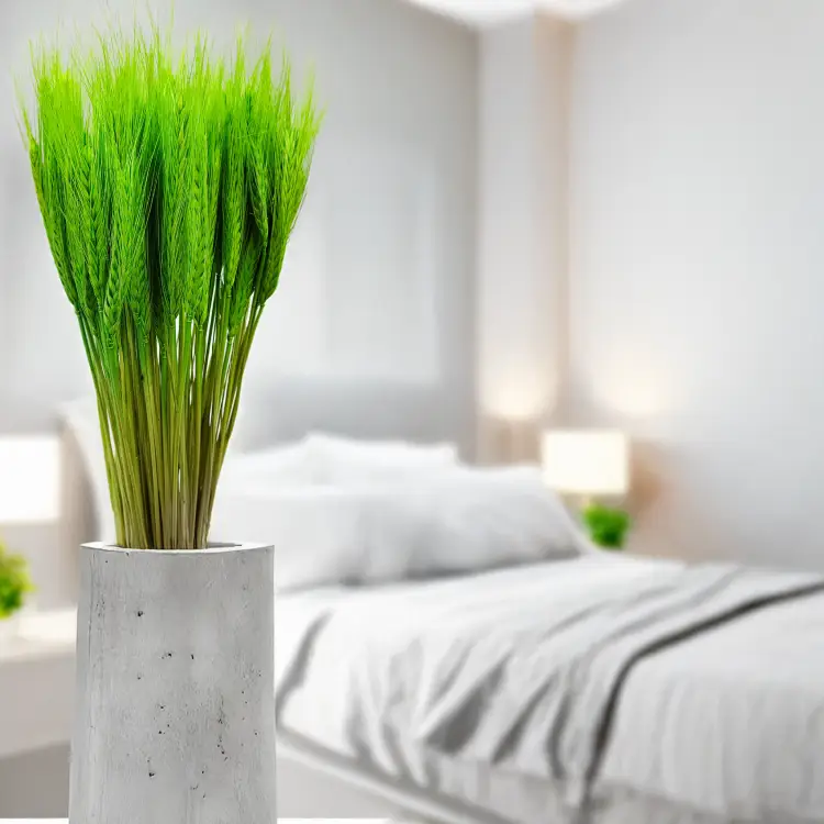 pszenżyto suszone Jasnozielone bukiet triticale kłosy 1.png