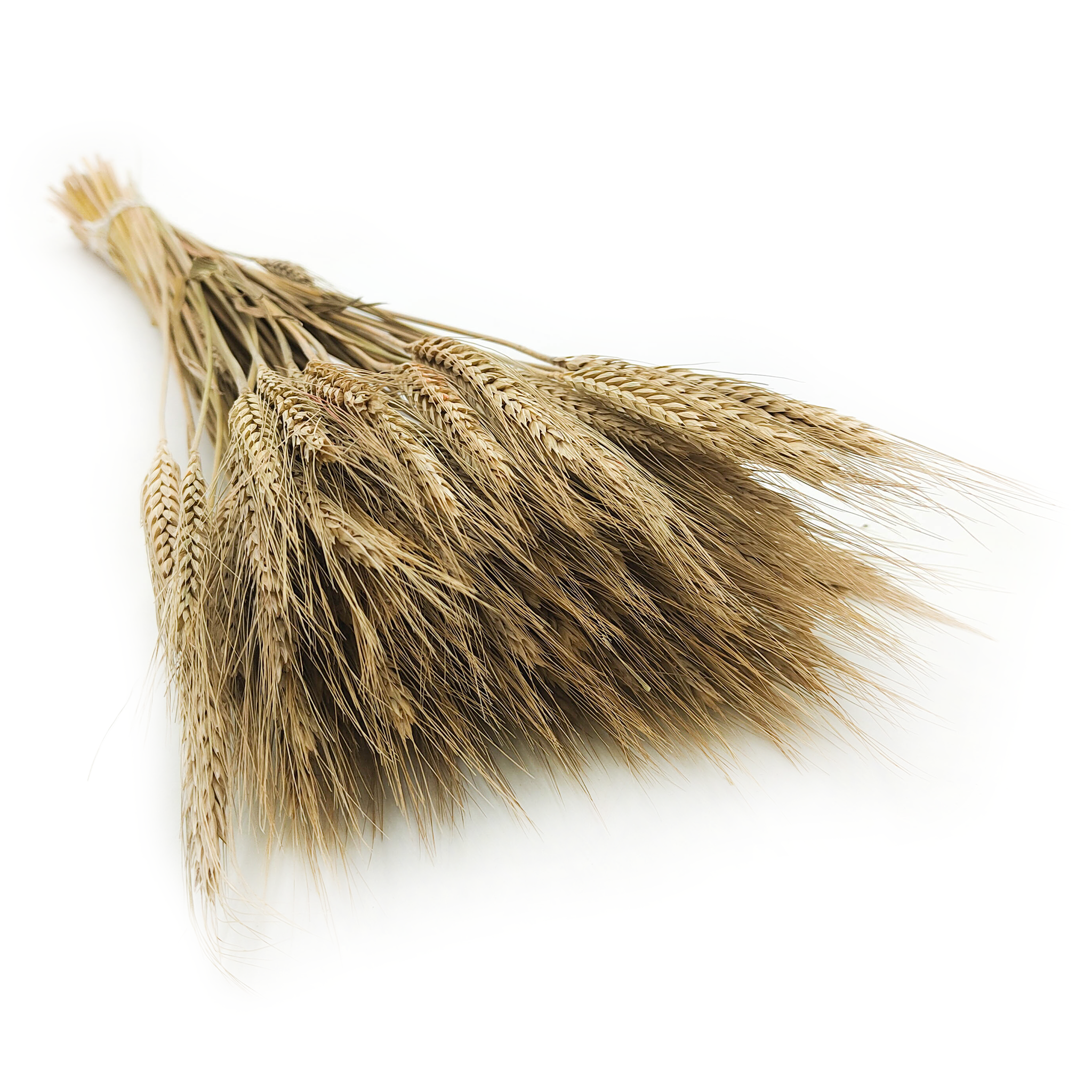 Dried Triticale - Natural