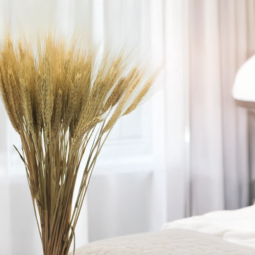Suszone pszenżyto kłosy naturalne.png