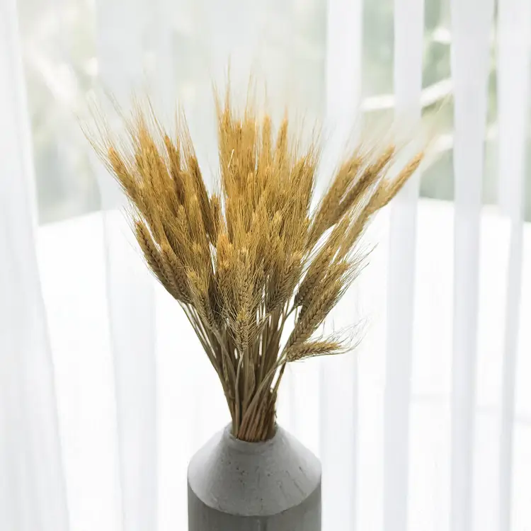 Suszone pszenżyto kłosy naturalne 2.png